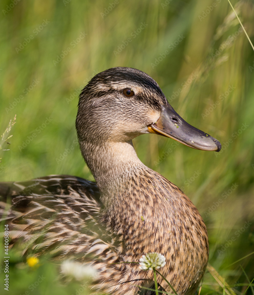 female mallard duck portrait friendly cute female mallard duck portrait friendly cute