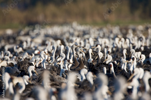 Hooded Crane, Monnikskraanvogel, Grus monacha photo