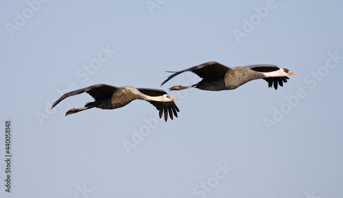 Hooded Crane, Monnikskraanvogel, Grus monacha photo