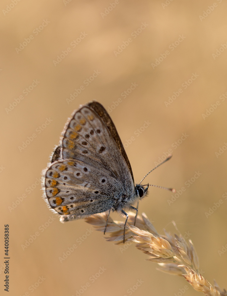 Obraz premium common blue butterfly macro summer bokeh brown