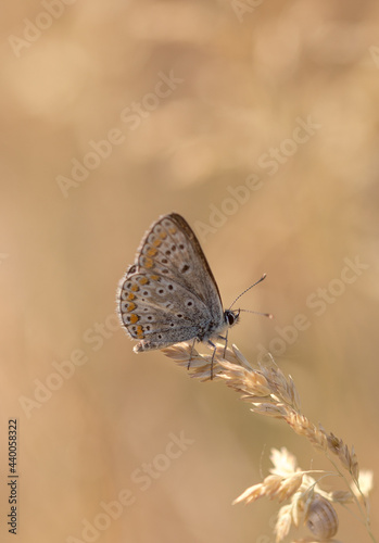 beautiful brown butterfly in summer meadow