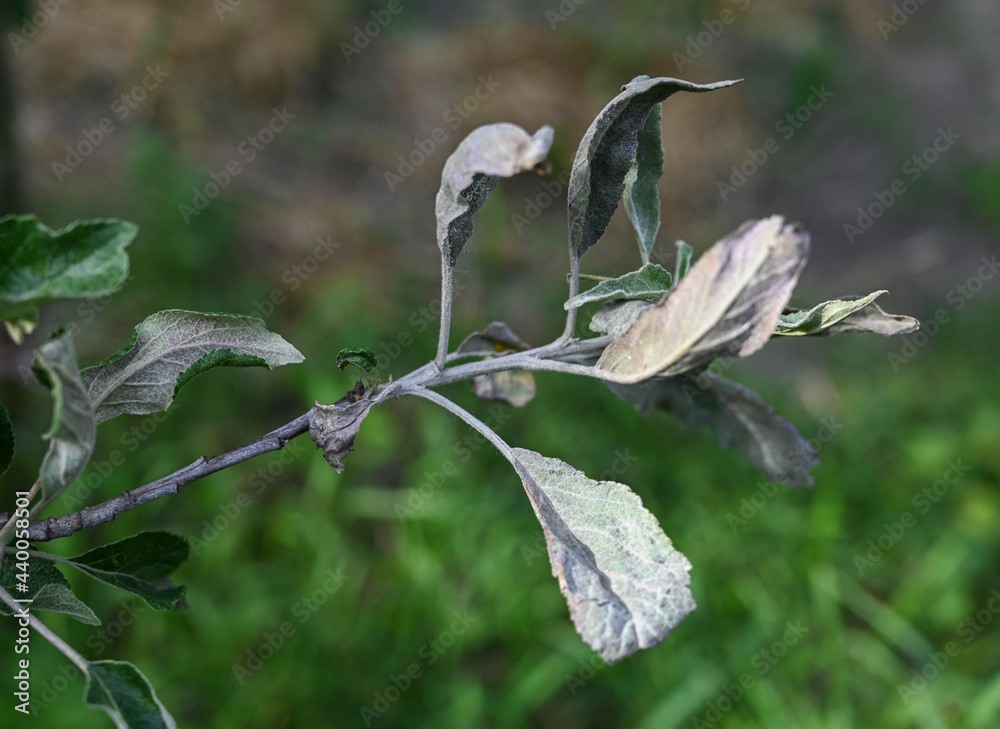 Powdery mildew, podoshpaera leucotricha on an apple tree