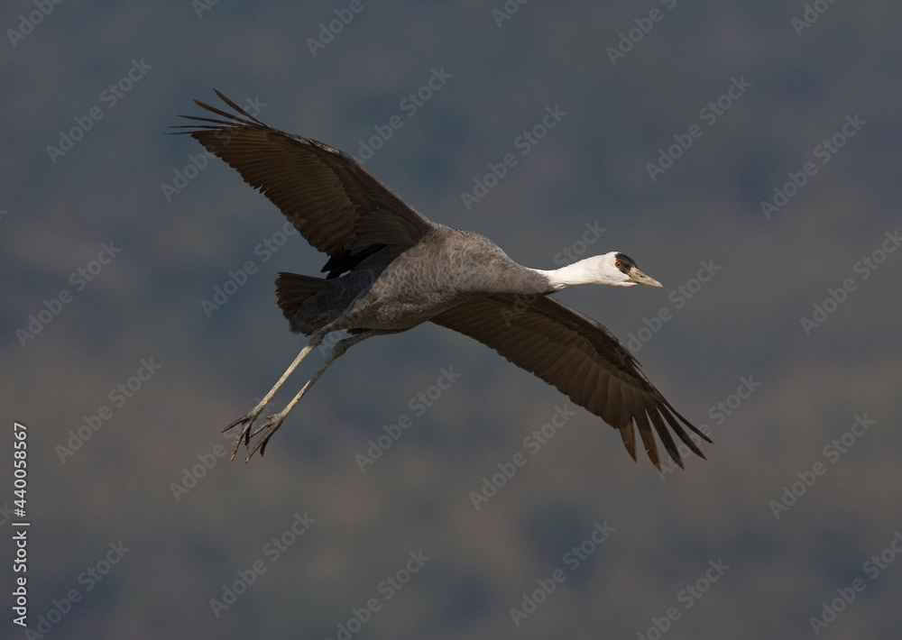 Hooded Crane, Monnikskraanvogel, Grus monacha Hooded Crane, Monnikskraanvogel, Grus monacha