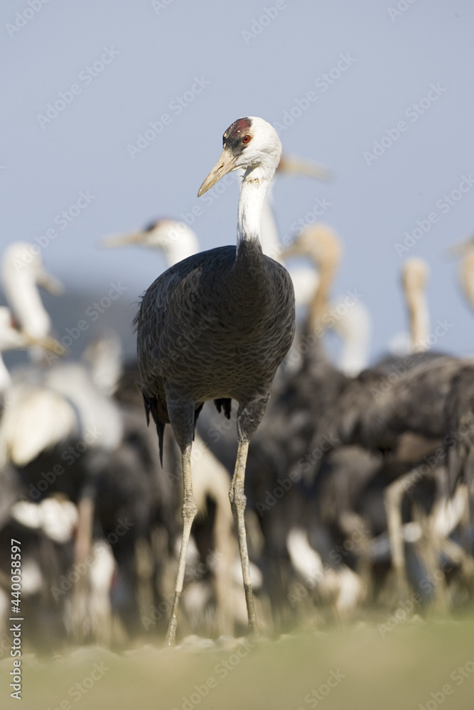 Obraz premium Hooded Crane, Monnikskraanvogel, Grus monacha
