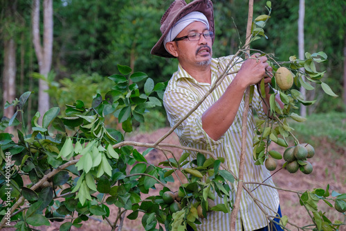 A senior farmer pruning leaves of lemon tree with the help of cutters green lime tree.