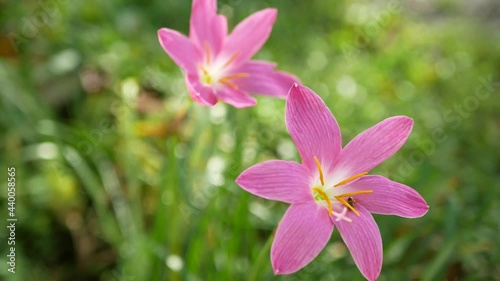 Close-up view of a little bee pollinating on the Pink Zephyranthes Carinata flowers photo