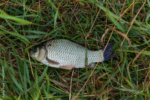 caught fish on the grass