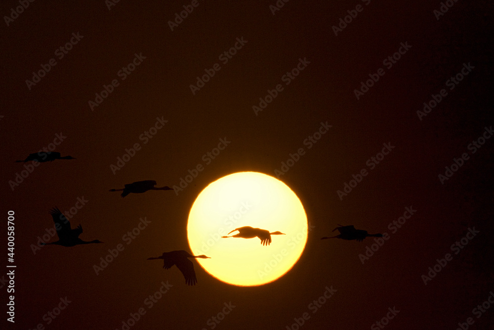 Hooded Crane, Monnikskraanvogel, Grus monacha