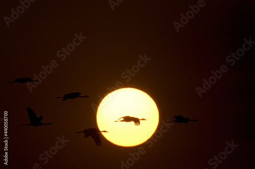 Hooded Crane, Monnikskraanvogel, Grus monacha