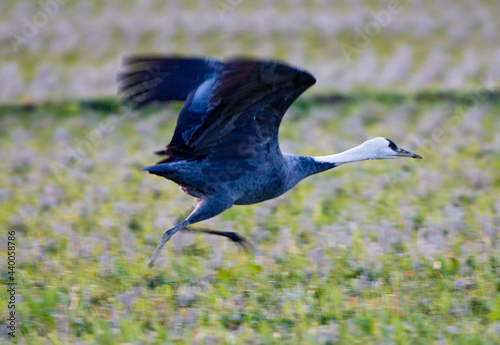 Hooded Crane, Monnikskraanvogel, Grus monacha photo