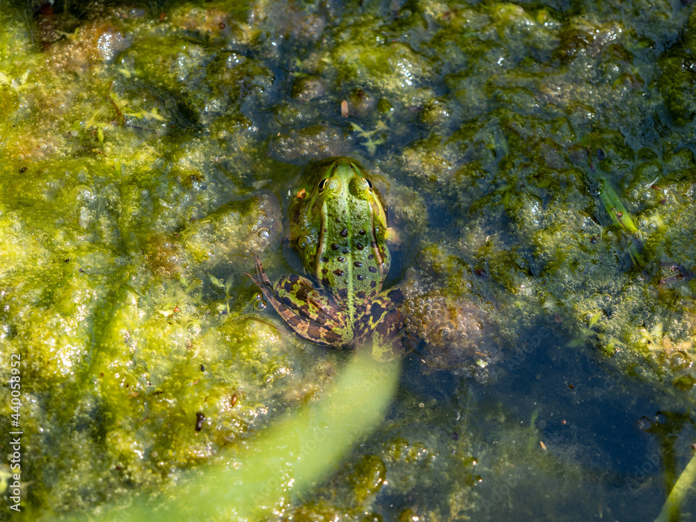 Fototapeta premium big frog in the swamp