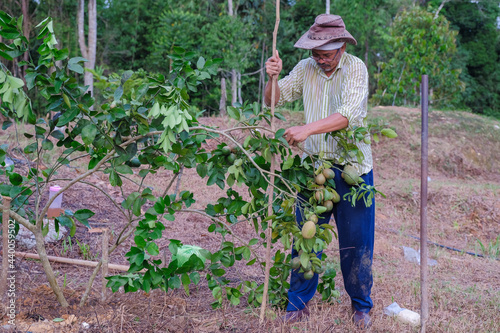 Farmer working in the garden. Farmer planting lime tree . Agricultural concept