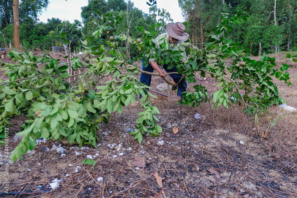 Farmer working in the garden. Farmer planting lime tree . Agricultural concept Farmer working in the garden. Farmer planting lime tree . Agricultural concept