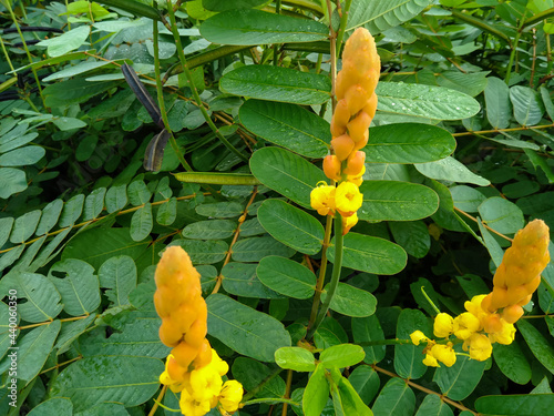 Caesalpinia Sappan Flower on blurred green background close up. photo