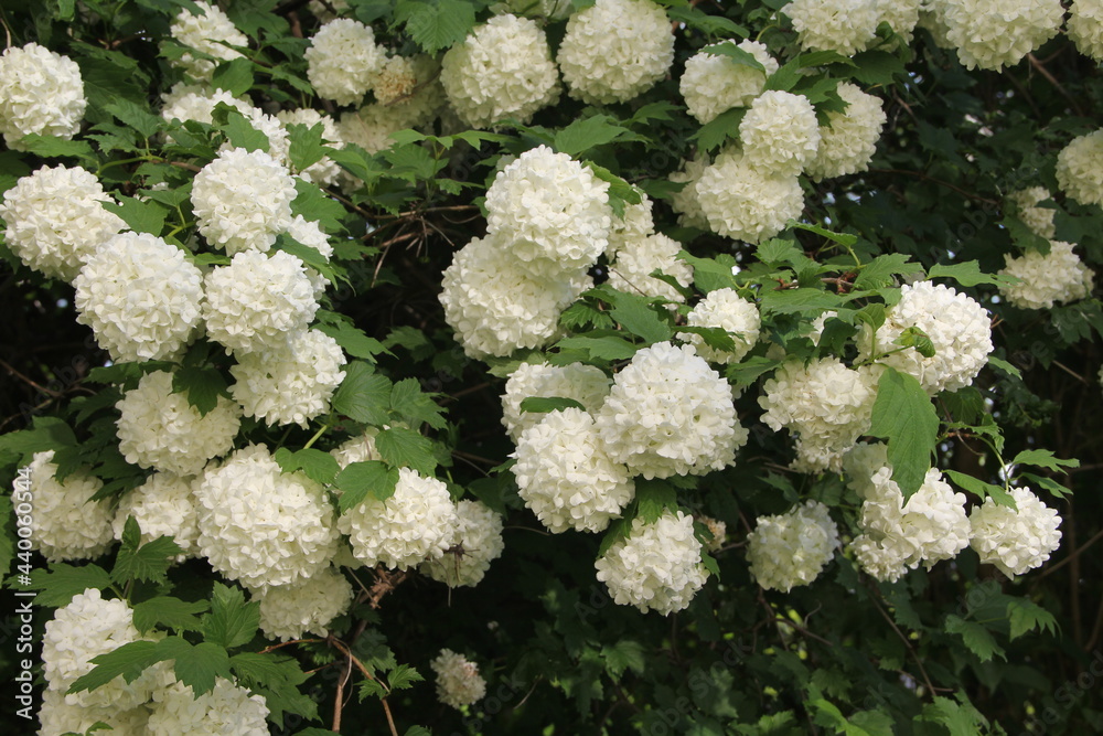 Bush of white hortensia blossoming flowers in the background of a bunch of many other flowers on the branches in bloom on a summer day in Kaunas, Lithuania Bush of white hortensia blossoming flowers in the background of a bunch of many other flowers on the branches in bloom on a summer day in Kaunas, Lithuania