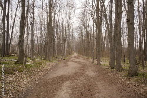 Dirt road through the forest in Spring