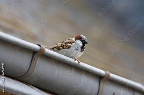 House Sparrow, Huismus, Passer domesticus photo