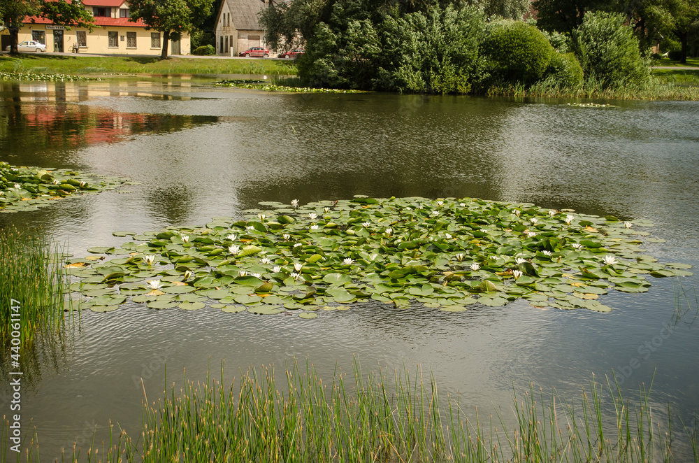 Pond with water lilies in Kabile village, Latvia.