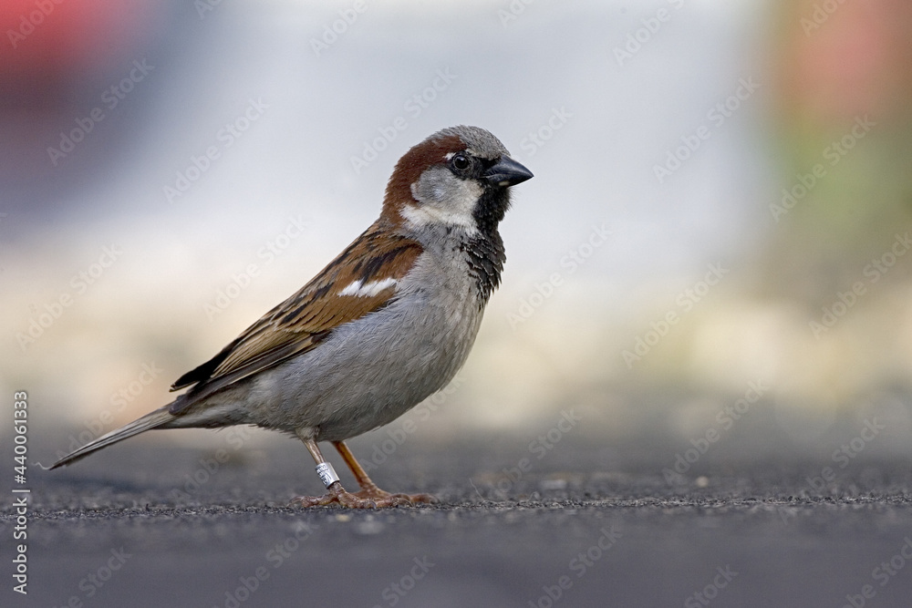 Fototapeta premium House Sparrow, Huismus, Passer domesticus