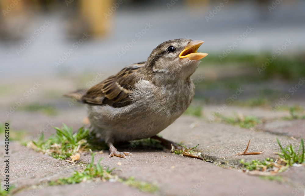 House Sparrow, Huismus, Passer domesticus House Sparrow, Huismus, Passer domesticus