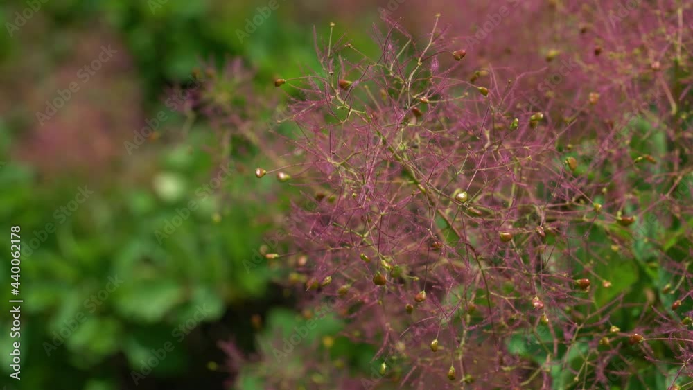 Flowering shrub of Smoke Tree (Cotinus coggygria) . (4K) Flowering shrub of Smoke Tree (Cotinus coggygria) . (4K)