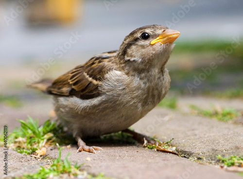 Huismus, House Sparrow, Passer domesticus