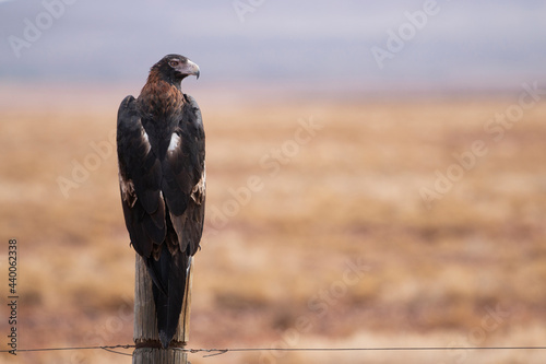 wedge tailed eagle on fence post - horizontal photo