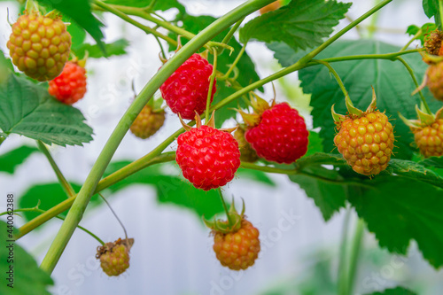 Ripe red raspberries ripened on a raspberry bush in the summer in the garden