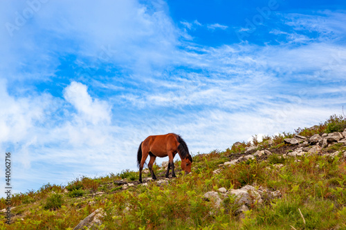 Wild horses  © Tiago