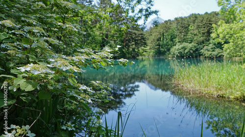 五色沼に咲くヤマアジサイ