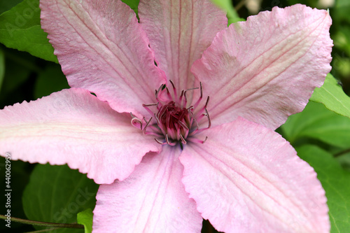 Pink clematis flower close-up. Beautiful flower background