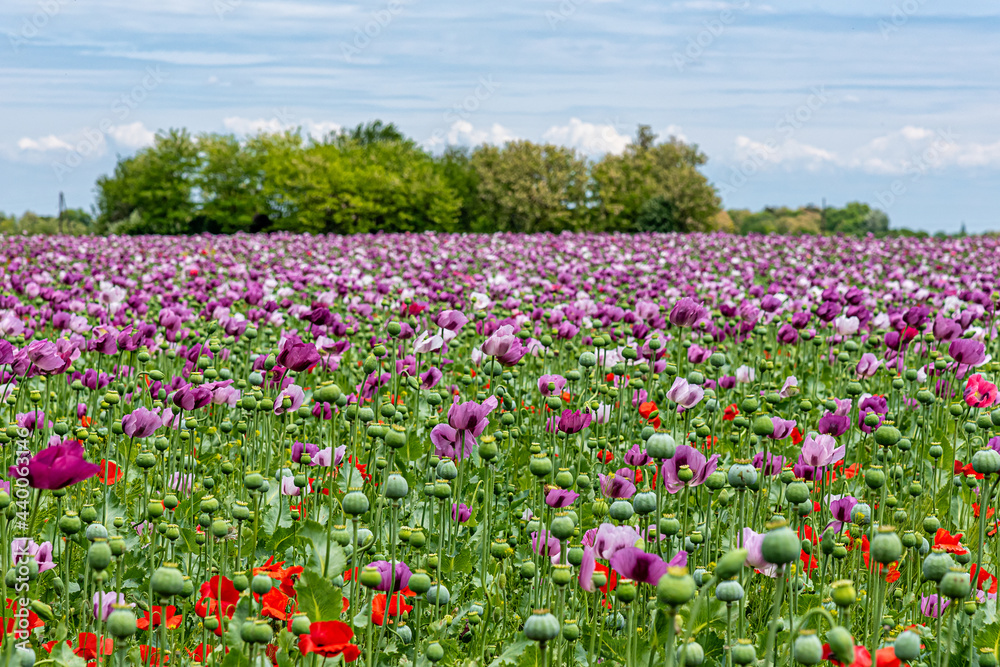 Field of bright red and violet poppy flowers in summer. Opium poppy field