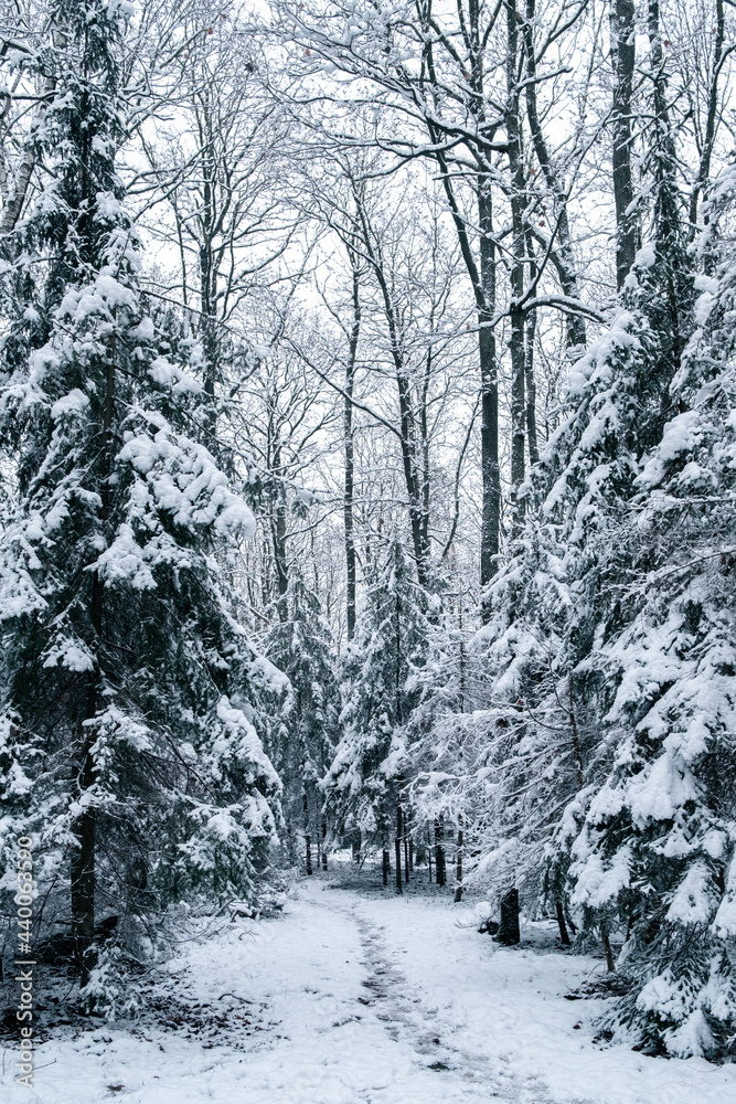 Fototapeta premium Conifers trees in snow