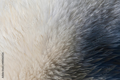 IJsbeer, Spitsbergen; Polar Bear, Svalbard photo