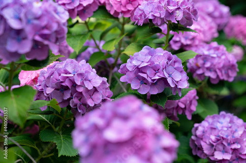 紫陽花