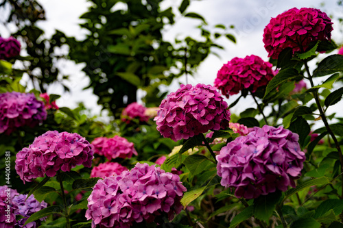 紫陽花