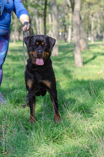 A black dog with a handler stands on the green grass. An adult female Rottweiler looks at the camera with interest. © Mikhail