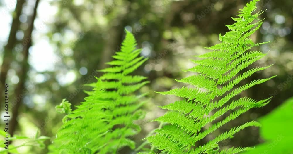 Fresh green fern leaf moving in the sunny summer breeze in the forest low angle panning shot real time no people Fresh green fern leaf moving in the sunny summer breeze in the forest low angle panning shot real time no people