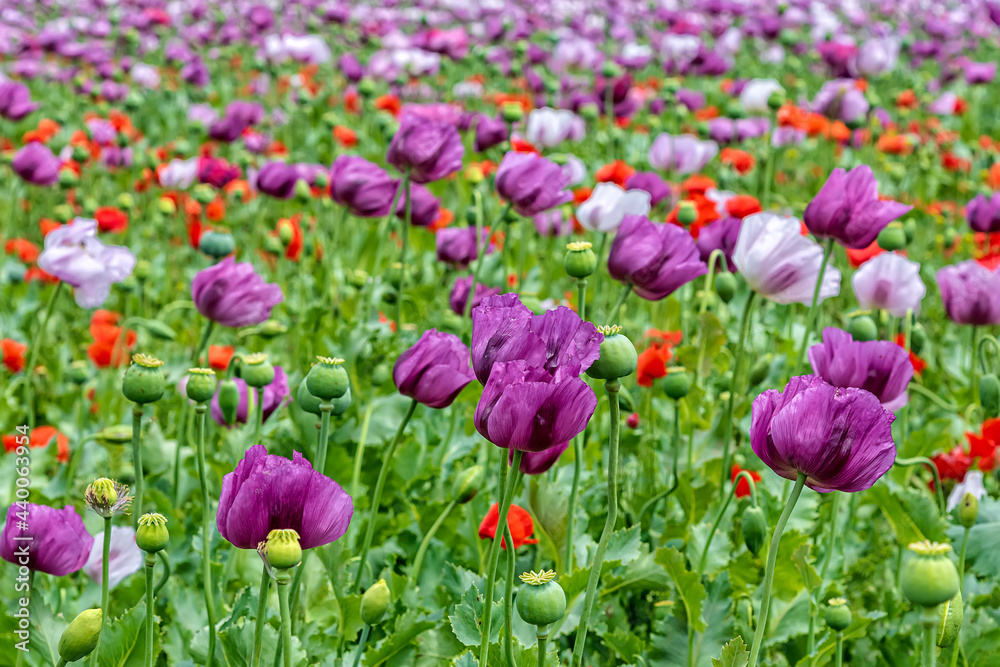 Field of bright red and violet poppy flowers in summer. Opium poppy field