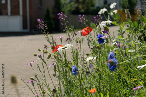 urban greening and bio diversity at the side of the road in town photo