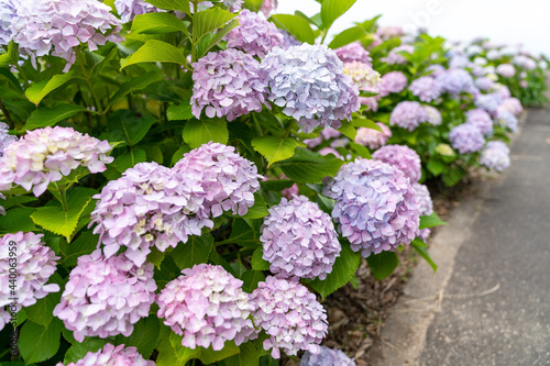 紫陽花