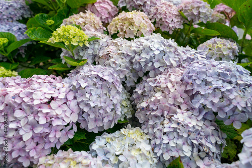 紫陽花