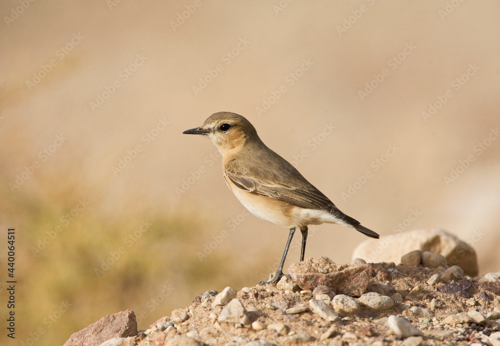 Izabeltapuit, Isabelline Wheatear, Oenanthe isabellina Izabeltapuit, Isabelline Wheatear, Oenanthe isabellina