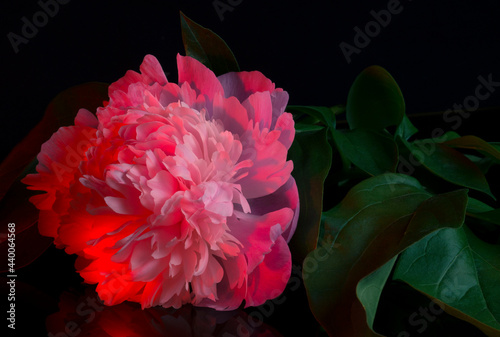 Fototapeta Naklejka Na Ścianę i Meble -  Flower. Peony on a black background