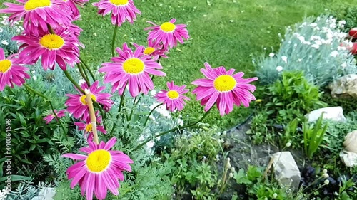 Slow motion of Marguerite Daisy flower in the garden.