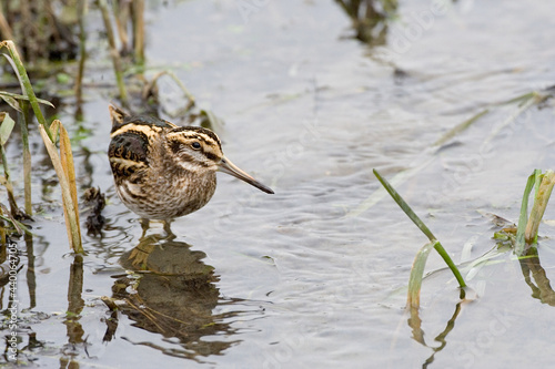 Jack Snipe, Bokje, Lymnocryptes minimus