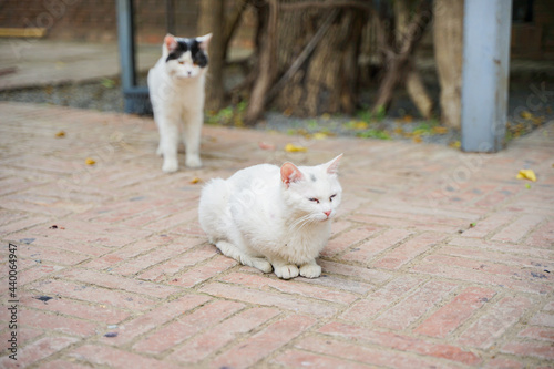 White cat lying resting on the side of the street © 文普 王