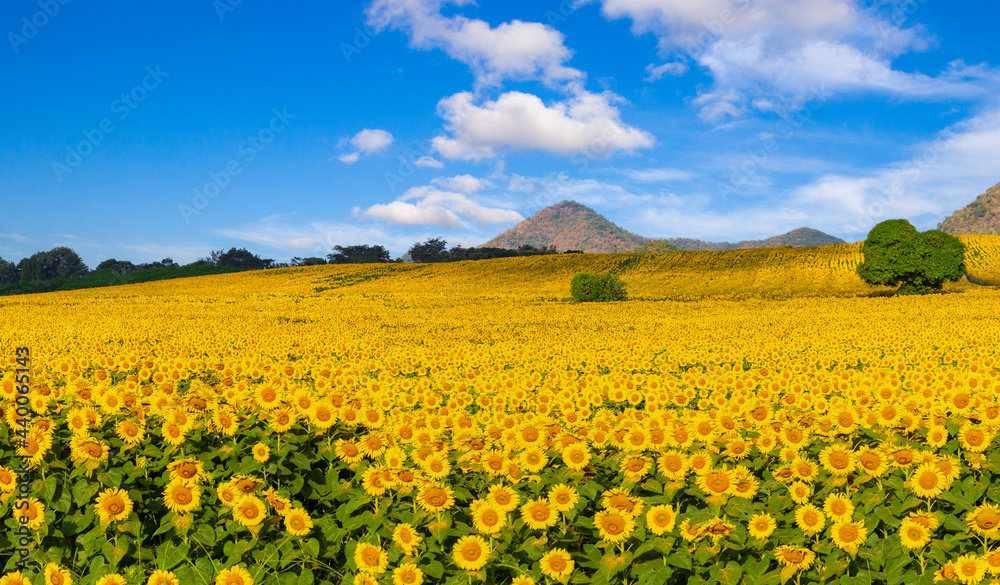 Beautiful panorama sunflower blossom field with blue sky on sunny day.