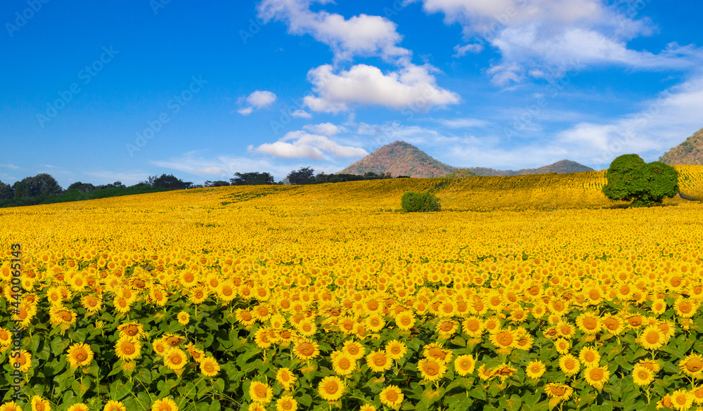 Beautiful panorama sunflower blossom field with blue sky on sunny day. Beautiful panorama sunflower blossom field with blue sky on sunny day.