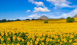 Beautiful panorama sunflower blossom field with blue sky on sunny day.